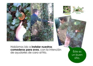 Habíamos ido a instalar nuestros
comederos para aves, con la intención
de ayudarles de cara al frío.
El “huertín” de la
Corolla
El “huertín” de la
Corolla
Éste es
un buen
sitio.
 