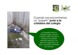 El “huertín” de la
Corolla
El “huertín” de la
Corolla
Cuando nos encontramos
un “pajarín” junto a la
cristalera del colegio.
La tarabilla tiene la
cabeza negra, pecho
castaño rojizo, tirando a
naranja y las partes
inferiores blancas. Sus
alas son negruzcas y el
pico y las patas también
son oscuros
 