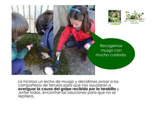 El “huertín” de la
Corolla
El “huertín” de la
Corolla
Recogemos
musgo con
mucho cuidado.
Le hicimos un lecho de musgo y decidimos avisar a los
compañeros de tercero para que nos ayudaran a
averiguar la causa del golpe recibido por la tarabilla y
,entre todos, encontrar las soluciones para que no se
repitiera.
 