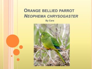 Orange bellied parrotNeophemachrysogaster By Cara 