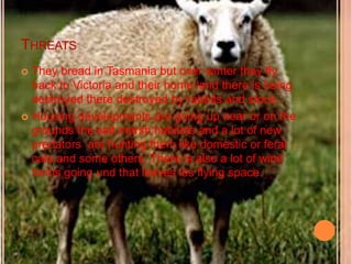 ThreatsThey bread in Tasmania but over winter they fly back to Victoria and their home land there is being destroyed there destroyed by rabbits and stock.Housing developments are going up near or on the grounds the salt marsh habitats and a lot of new predators  are hunting them like domestic or feral cats and some others. There is also a lot of wind farms going und that leaves les flying space.