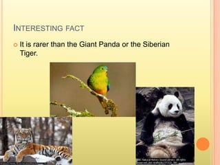 Interesting factIt is rarer than the Giant Panda or the Siberian Tiger.