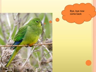 Bye, bye now come back