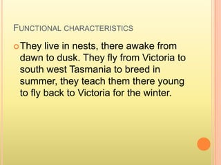 Functional characteristics They live in nests, there awake from dawn to dusk. They fly from Victoria to south west Tasmania to breed in summer, they teach them there young to fly back to Victoria for the winter.