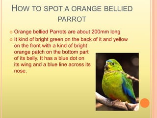 How to spot a orange bellied parrotOrange bellied Parrots are about 200mm long It kind of bright green on the back of it and yellow on the front with a kind of bright                                                    orange patch on the bottom part                                                      of its belly. It has a blue dot on                                                      its wing and a blue line across its                                         nose.