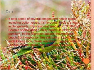 DietIt eats seeds of several sedges and health plants, including button grass.It’s favourite foods are found in Sedgelands. They also eat seeds from 3 different Boronia species and a daisy called Helichrysum pumilum. In the migration season they feed on beach front vegetation like salt tolerant species such as sea rock, Cakile maritima. They also eat various coastal native and introduced grasses.
