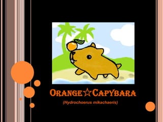Orange☆Capybara (Hydrochoerusmikachaeris) 