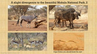 Orange River expedition October 2020 10
A slight divergence to the beautiful Mokala National Park, 2
Cape Cobra: you should know the rest!
 