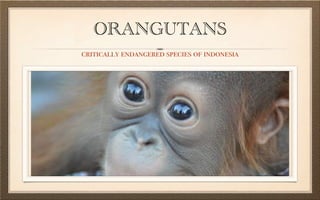 ORANGUTANS
critically endangered species of indonesia
 