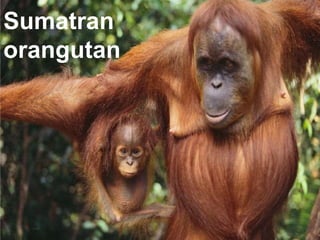 Sumatran
orangutan
 