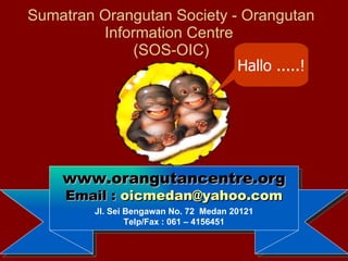 Sumatran Orangutan Society - Orangutan Information Centre  (SOS-OIC) www.orangutancentre.org Email :  [email_address] Jl.  Sei Bengawan  No.  72   Medan 20121 Telp/Fax : 061 –  4156451 Hallo .....! 
