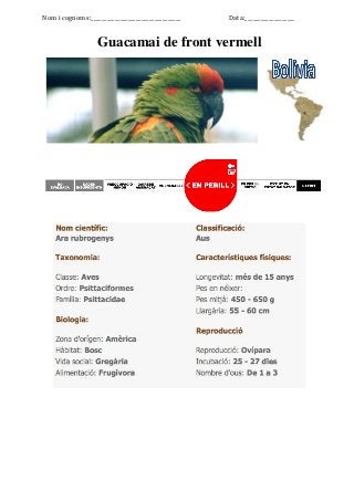 Nom i cognoms:__________________________________ Data:___________________
Guacamai de front vermell
 