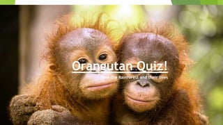 Orangutan Quiz!
Save the Rainforest and their lives
 