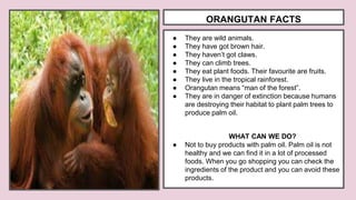 ORANGUTAN FACTS
● They are wild animals.
● They have got brown hair.
● They haven’t got claws.
● They can climb trees.
● They eat plant foods. Their favourite are fruits.
● They live in the tropical rainforest.
● Orangutan means “man of the forest”.
● They are in danger of extinction because humans
are destroying their habitat to plant palm trees to
produce palm oil.
WHAT CAN WE DO?
● Not to buy products with palm oil. Palm oil is not
healthy and we can find it in a lot of processed
foods. When you go shopping you can check the
ingredients of the product and you can avoid these
products.
 