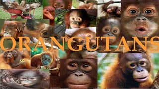 Orangutans resized