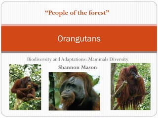 Biodiversity andAdaptations: Mammals Diversity
Shannon Mason
Orangutans
“People of the forest”
 
