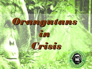 OrangutansOrangutans
inin
CrisisCrisis
 