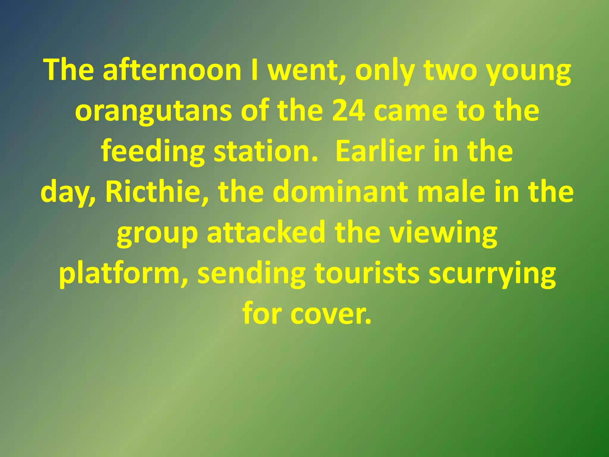 The afternoon I went, only two young orangutans of the 24 came to the feeding station.  Earlier in the day, Ricthie, the dominant male in the group attacked the viewing platform, sending tourists scurrying for cover.