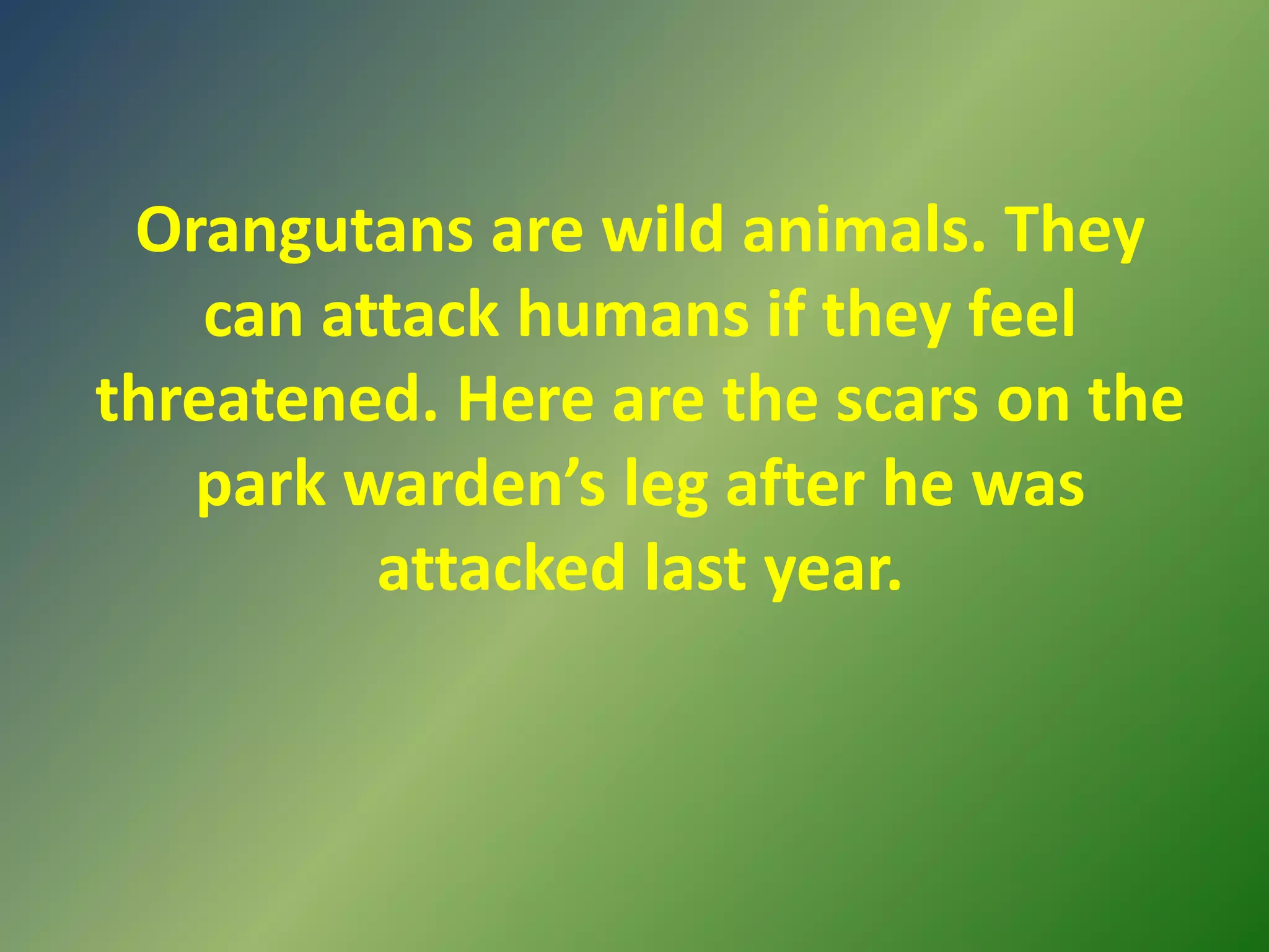 Orangutans are wild animals. They can attack humans if they feel threatened. Here are the scars on the park warden’s leg after he was attacked last year.