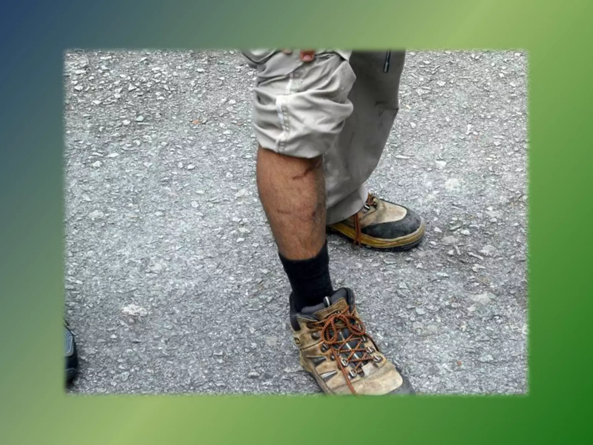 Orangutans in the Wild