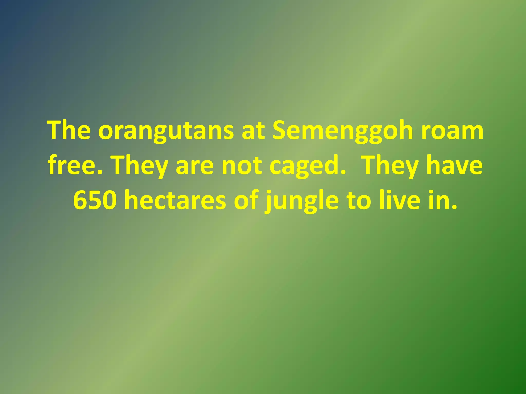 The orangutans at Semenggoh roam free. They are not caged.  They have 650 hectares of jungle to live in. 