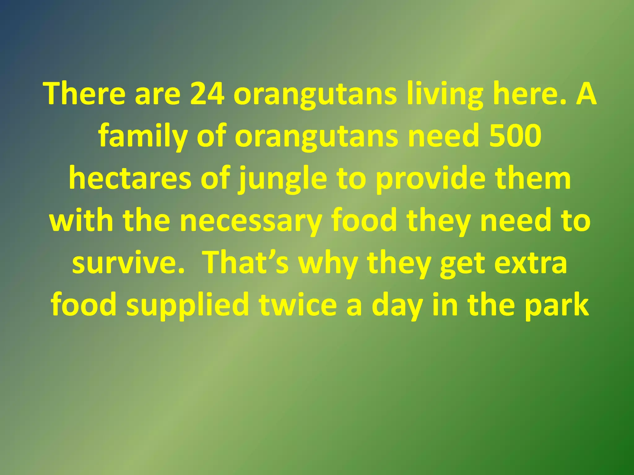 There are 24 orangutans living here. A family of orangutans need 500 hectares of jungle to provide them with the necessary food they need to survive.  That’s why they get extra food supplied twice a day in the park
