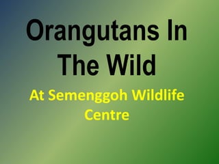 Orangutans In The Wild At Semenggoh Wildlife Centre 