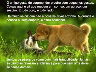 O amigo gosta de surpreender o outro com pequenos gestos. Coisas aqui e ali que roubam um sorriso, um abraço, um suspiro. E tudo puro, e tudo lindo. Há muito se diz que não é possível viver sozinho. A jornada é penosa e, sem amparo, é difícil caminhar. Juntos, os pássaros voam com mais tranquilidade. Juntas, as gaivotas revezam a liderança para que nem uma delas se canse demais.  