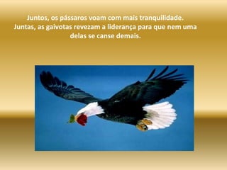 Juntos, os pássaros voam com mais tranquilidade. Juntas, as gaivotas revezam a liderança para que nem uma delas se canse demais. 
