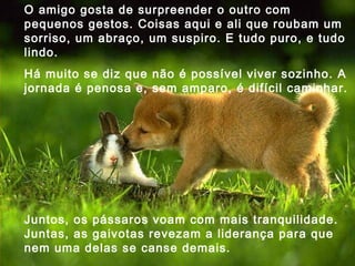 O amigo gosta de surpreender o outro com pequenos gestos. Coisas aqui e ali que roubam um sorriso, um abraço, um suspiro. E tudo puro, e tudo lindo. Há muito se diz que não é possível viver sozinho. A jornada é penosa e, sem amparo, é difícil caminhar. Juntos, os pássaros voam com mais tranquilidade. Juntas, as gaivotas revezam a liderança para que nem uma delas se canse demais.  