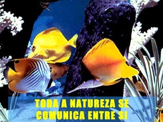 TODA A NATUREZA SE COMUNICA ENTRE SI 