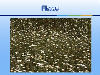 Flores
 