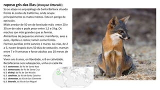 raposo gris das illas (Urocyon littoralis).
So se atopa no arquipélago de Santa Bárbara situado
fronte ás costas de California, onde ocupa
principalmente os matos mestos. Está en perigo de
extinción.
Mide arredor de 50 cm de lonxitude máis entre 20 e
30 cm de rabo e pode pesar entre 1,5 e 3 kg. Os
machos son máis grandes que as femias.
Aliméntase de pequenos animais: mamíferos, aves e
ovos, réptiles e restos; tamén come froitos.
Forman parellas entre xaneiro e marzo. As crías, de 2
a 5, nacen despois duns 50 días de xestación, maman
entre 7 e 9 semanas e fanse adultos aos 10 meses de
nacer.
Viven uns 6 anos, en liberdade, e 8 en catividade.
Recoñécense seis subespecies, unha en cada illa:
U. l. santarosae, da illa de Santa Rosa
U. l. santacruzae, da illa de Santa Cruz
U. l. dickeyi, da illa de San Nicolás
U. l. catalinae, da illa de Santa Catalina
U. l. clementae, da illa de San Clemente
U. l. littoralis, da illa de San Miguel
 