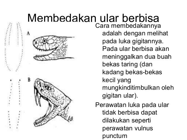 Membedakan ular berbisa dari gigitannya