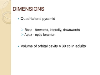 DIMENSIONS
    Quadrilateral pyramid


      Base - forwards, laterally, downwards
      Apex - optic foramen


    Volume of orbital cavity ≈ 30 cc in adults
 