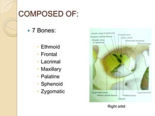 COMPOSED OF:

    7 Bones:

         Ethmoid
         Frontal
         Lacrimal
         Maxillary
         Palatine
         Sphenoid
         Zygomatic

                      Right orbit
 