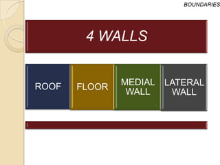 BOUNDARIES




        4 WALLS


ROOF           MEDIAL   LATERAL
       FLOOR
                WALL     WALL
 
