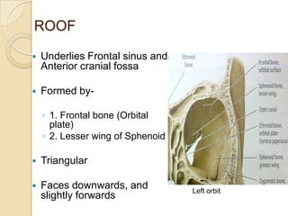 ROOF

   Underlies Frontal sinus and
    Anterior cranial fossa

   Formed by-

    ◦ 1. Frontal bone (Orbital
      plate)
    ◦ 2. Lesser wing of Sphenoid

   Triangular

   Faces downwards, and           Left orbit
    slightly forwards
 