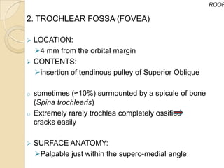 ROOF

2. TROCHLEAR FOSSA (FOVEA)

 LOCATION:
  4 mm from the orbital margin
 CONTENTS:
  insertion of tendinous pulley of Superior Oblique

o   sometimes (≈10%) surmounted by a spicule of bone
    (Spina trochlearis)
o   Extremely rarely trochlea completely ossified
    cracks easily

   SURFACE ANATOMY:
    Palpable just within the supero-medial angle
 