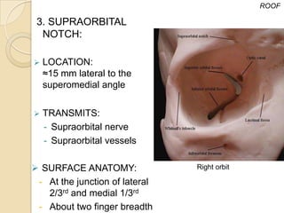 ROOF

 3. SUPRAORBITAL
  NOTCH:

   LOCATION:
    ≈15 mm lateral to the
    superomedial angle


   TRANSMITS:
    - Supraorbital nerve
    - Supraorbital vessels

 SURFACE ANATOMY:              Right orbit

 - At the junction of lateral
   2/3rd and medial 1/3rd
 - About two finger breadth
 