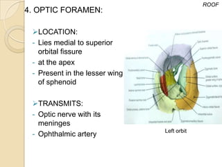 ROOF
4. OPTIC FORAMEN:

 LOCATION:
 - Lies medial to superior
   orbital fissure
 - at the apex
 - Present in the lesser wing
   of sphenoid

 TRANSMITS:
 - Optic nerve with its
   meninges
                                Left orbit
 - Ophthalmic artery
 