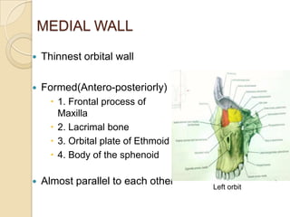 MEDIAL WALL

   Thinnest orbital wall

   Formed(Antero-posteriorly)
       1. Frontal process of
        Maxilla
       2. Lacrimal bone
       3. Orbital plate of Ethmoid
       4. Body of the sphenoid

   Almost parallel to each other     Left orbit
 