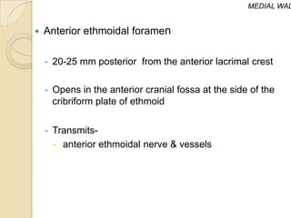 MEDIAL WAL


   Anterior ethmoidal foramen

    - 20-25 mm posterior from the anterior lacrimal crest

    - Opens in the anterior cranial fossa at the side of the
      cribriform plate of ethmoid


    - Transmits-
      - anterior ethmoidal nerve & vessels
 