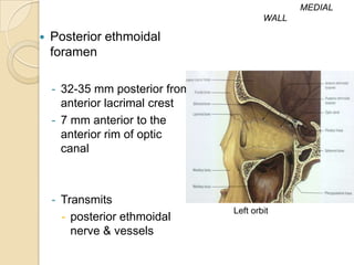 MEDIAL
                                        WALL

   Posterior ethmoidal
    foramen

    - 32-35 mm posterior from
      anterior lacrimal crest
    - 7 mm anterior to the
      anterior rim of optic
      canal



    - Transmits
                                Left orbit
      - posterior ethmoidal
        nerve & vessels
 
