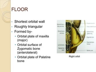 FLOOR

•   Shortest orbital wall
•   Roughly triangular
•   Formed by-
    • Orbital plate of maxilla
      (major)
    • Orbital surface of
      Zygomatic bone
      (anterolateral)
    • Orbital plate of Palatine   Right orbit
      bone
 