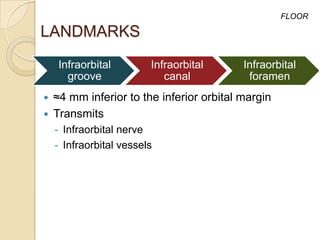 FLOOR

LANDMARKS
     Infraorbital        Infraorbital      Infraorbital
       groove               canal           foramen
   ≈4 mm inferior to the inferior orbital margin
   Transmits
    - Infraorbital nerve
    - Infraorbital vessels
 