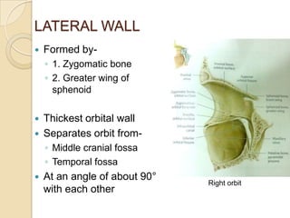 LATERAL WALL
   Formed by-
    ◦ 1. Zygomatic bone
    ◦ 2. Greater wing of
      sphenoid

   Thickest orbital wall
   Separates orbit from-
    ◦ Middle cranial fossa
    ◦ Temporal fossa
   At an angle of about 90°
                               Right orbit
    with each other
 