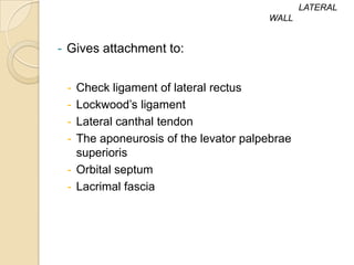 LATERAL
                                      WALL


- Gives attachment to:


 - Check ligament of lateral rectus
 - Lockwood’s ligament
 - Lateral canthal tendon
 - The aponeurosis of the levator palpebrae
   superioris
 - Orbital septum
 - Lacrimal fascia
 