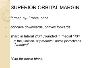 SUPERIOR ORBITAL MARGIN

-   formed by- Frontal bone

-   concave downwards, convex forwards

-    sharp in lateral 2/3rd ,rounded in medial 1/3rd
    - at the junction- supraorbital notch (sometimes
       foramen)*



-   *Site for nerve block.
 