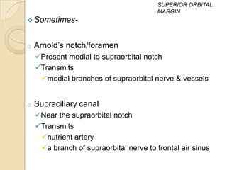 SUPERIOR ORBITAL
                                         MARGIN
 Sometimes-


o   Arnold’s notch/foramen
    Present medial to supraorbital notch
    Transmits
     medial branches of supraorbital nerve & vessels


o   Supraciliary canal
    Near the supraorbital notch
    Transmits
     nutrient artery
     a branch of supraorbital nerve to frontal air sinus
 